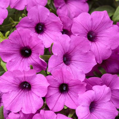 Petunia 'Supertunia Jazzberry' 10" HB