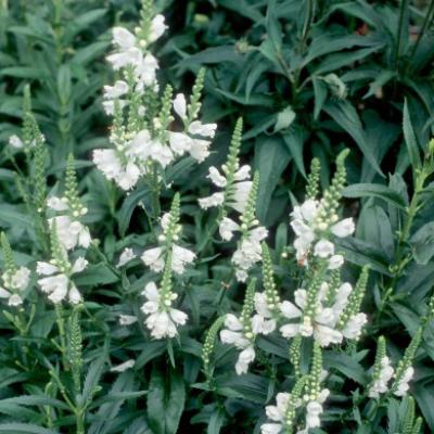 Physostegia virginiana 'Miss Manners' #2