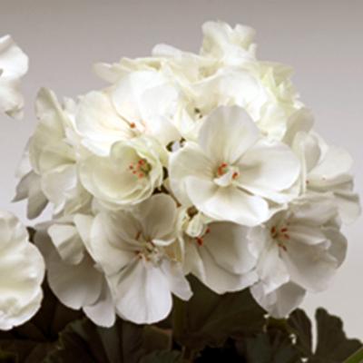 Geranium 'Tango White' 4.5" pot