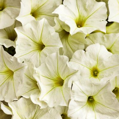Petunia 'Supertunia White' 4.5" pot