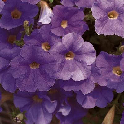 Petunia 'Supertunia Surfinia Sky Blue' 4.5" pot