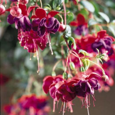 Fuchsia 'Dark Eyes' 10" HB
