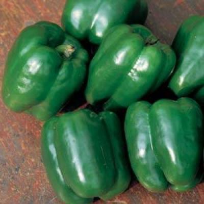 Pepper 'Lady Bell' 4.5" pot
