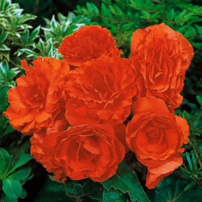 Begonia 'Nonstop Orange' 4.5" pot