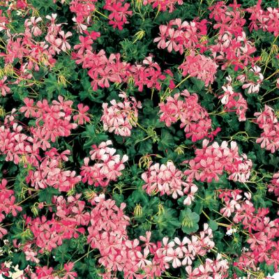 Geranium 'Cascade Sofie' 12" HB
