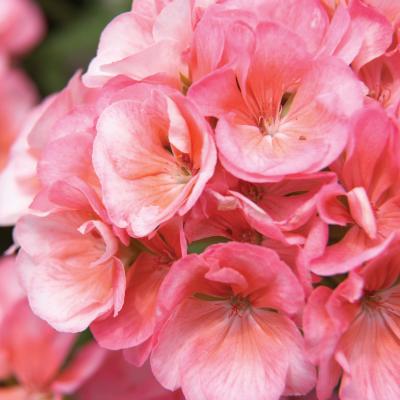 Geranium 'Americana Salmon' 4.5" pot