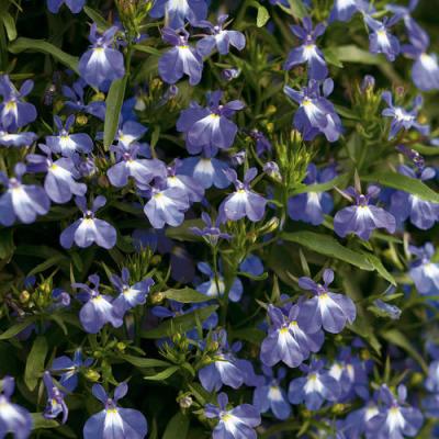 Lobelia 'Laguna Compact Blue with Eye' 4.5" pot