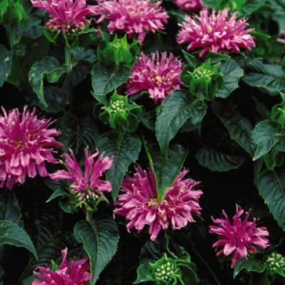 Monarda d. 'Petite Delight' #1