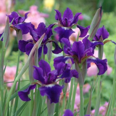 Iris s. 'Ruffled Velvet' #1