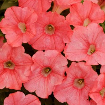 Petunia 'Supertunia Bermuda Beach' 10" HB