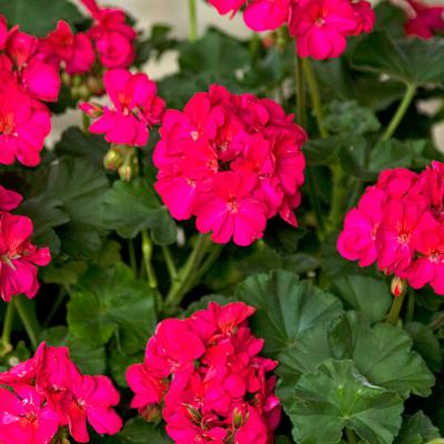 Geranium 'Tango Neon Purple' 4.5" pot