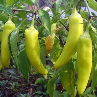 Pepper 'Sweet Banana' 6 pak