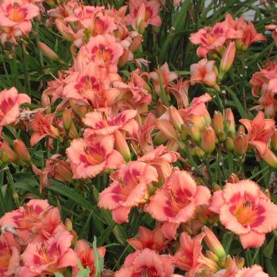 Hemerocallis 'Strawberry Candy' #1