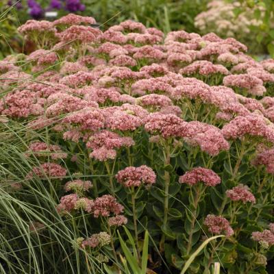 Sedum spect. 'Autumn Fire' #1