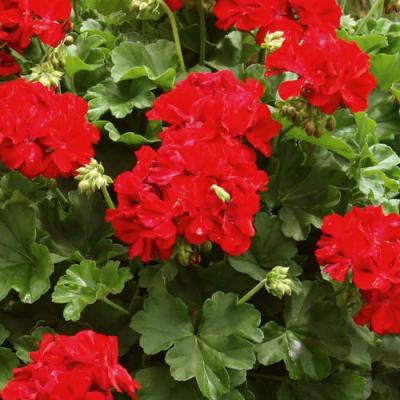 Geranium 'Calliope Large Dark Red' 10" HB