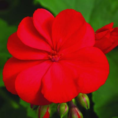 Geranium 'Calliope Large Scarlet Fire' 10" HB