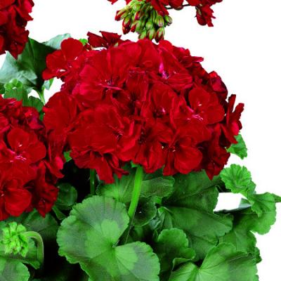 Geranium 'Rocky Mountain Dark Red' 15 cm