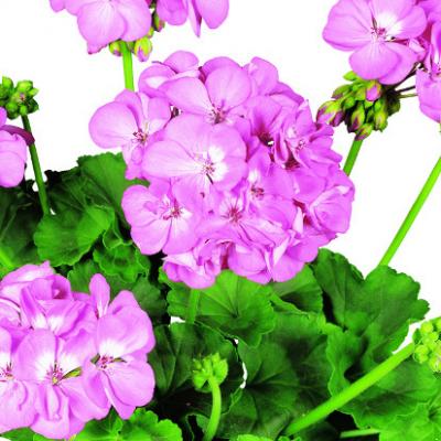 Geranium 'Rocky Mountain Pink' 15 cm
