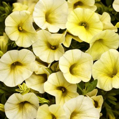 Calibrachoa 'Superbells Yellow Chiffon' 4.5" pot