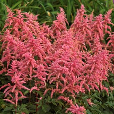 Astilbe a. 'Bressingham Beauty' #1