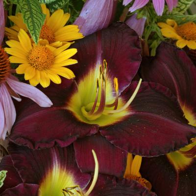 Hemerocallis 'Bela Lugosi' #1