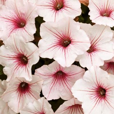 Petunia 'Supertunia Vista Silverberry' 4.5" pot