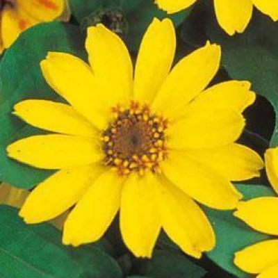 Zinnia 'Profusion Yellow' 3.5" pot