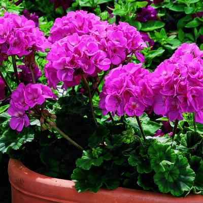 Geranium 'Tango Deep Pink' 4.5" pot