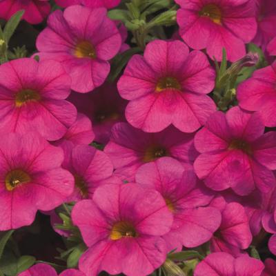 Calibrachoa 'Callie Rose' 4.5" pot