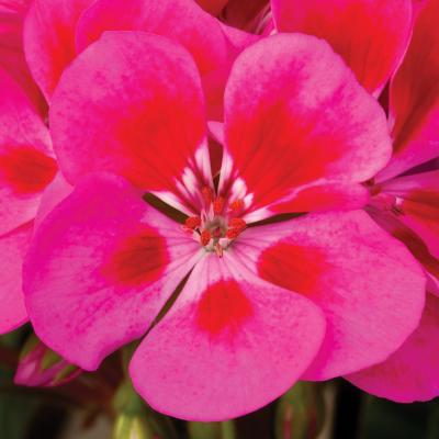 Geranium 'Tango Rose Splash' 4.5" pot