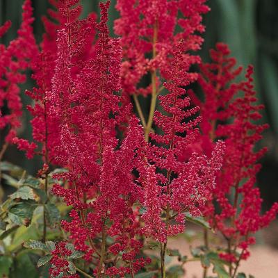 Astilbe a. 'August Light' #1