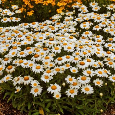 Leucanthemum x s. 'Snowcap' #1