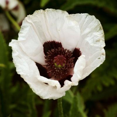 Papaver o. 'Royal Wedding' #1