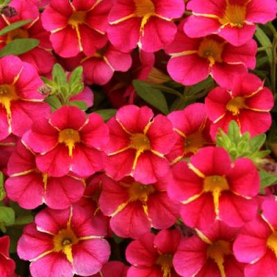 Calibrachoa 'Superbells Cherry Star' 10" HB
