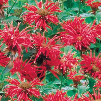Monarda d. 'Gardenview Scarlet' #1