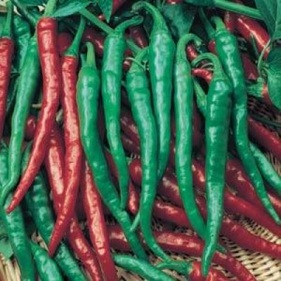 Pepper 'Cayenne Long Thin' 6 pak