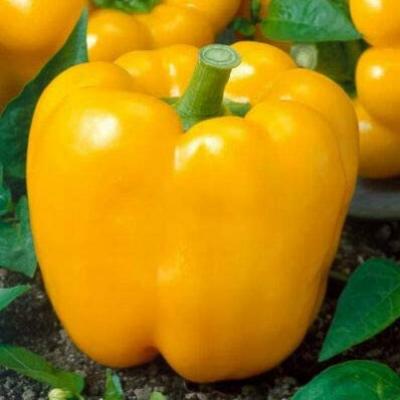 Pepper 'Golden California Wonder' 6 pak