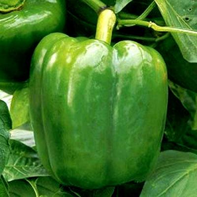 Pepper 'New Ace' 6 pak