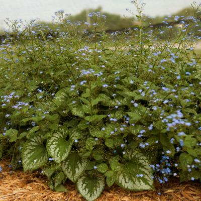 Brunnera m. 'Emerald Mist' #1