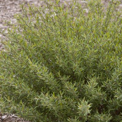 Salix purpurea 'Nana' #2