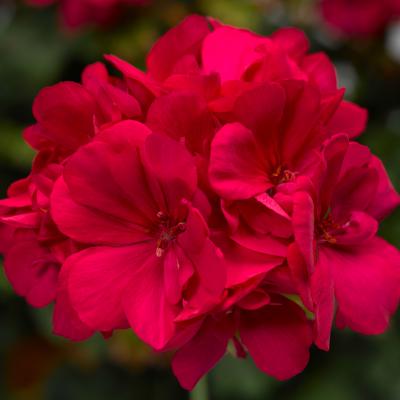 Geranium 'Calliope Large Hot Pink' 10" HB