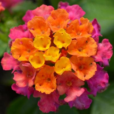 Lantana 'Bandana Cherry Sunrise' 9" pot