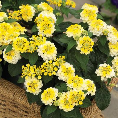 Lantana 'Bandana Lemon Zest' 9" pot