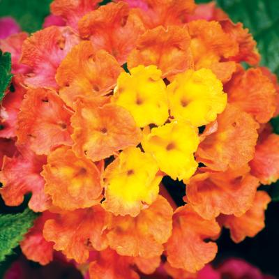 Lantana 'Bandana Peach' 9" pot