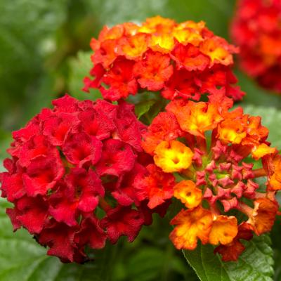 Lantana 'Bandana Red' 9" pot