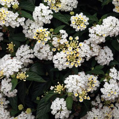 Lantana 'Bandana White' 9" pot