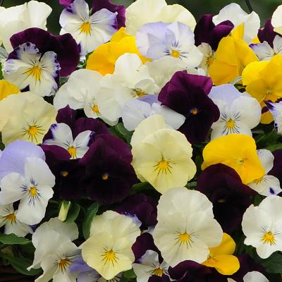 Pansy 'Cool Wave Mix' 8" color pot