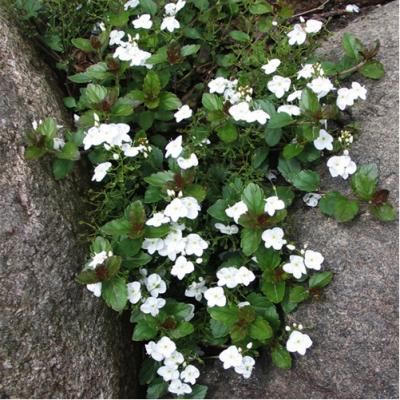 Veronica x 'Whitewater' #1