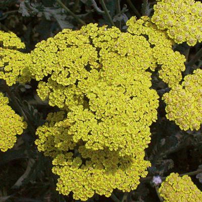 Achillea f. 'Moonshine' #1