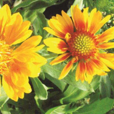 Gaillardia x g. 'Mesa Peach' #1